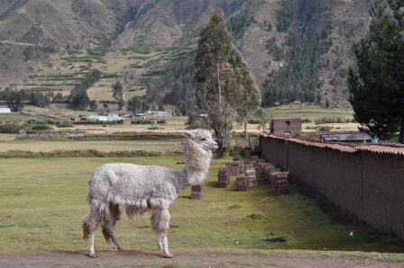 Sacred Valley Bike Tour www.perucycling.com